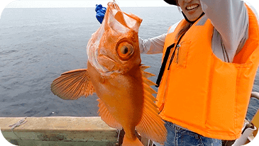 チカメキントキ