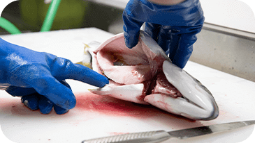 魚処理