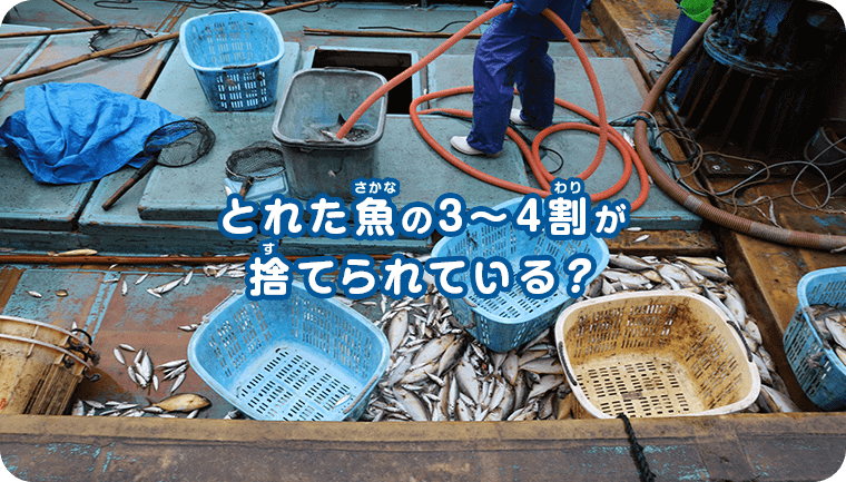 獲れた魚の3〜4割が捨てられている？