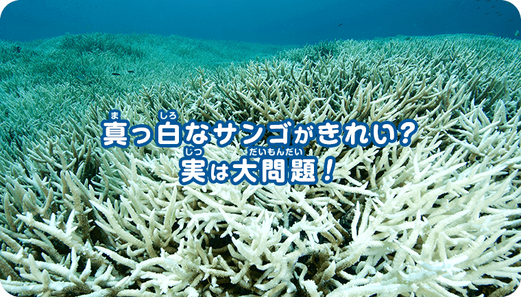 真っ白なサンゴがきれい？実は大問題！